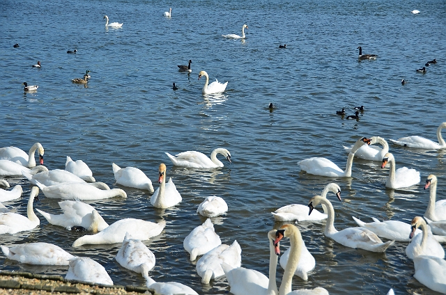 13 04 14_2923.JPG - ABBOTSBURY SWANERY, DORSET - 13.4.14